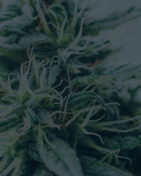 Taunton MA Marijuana Possession Case Result